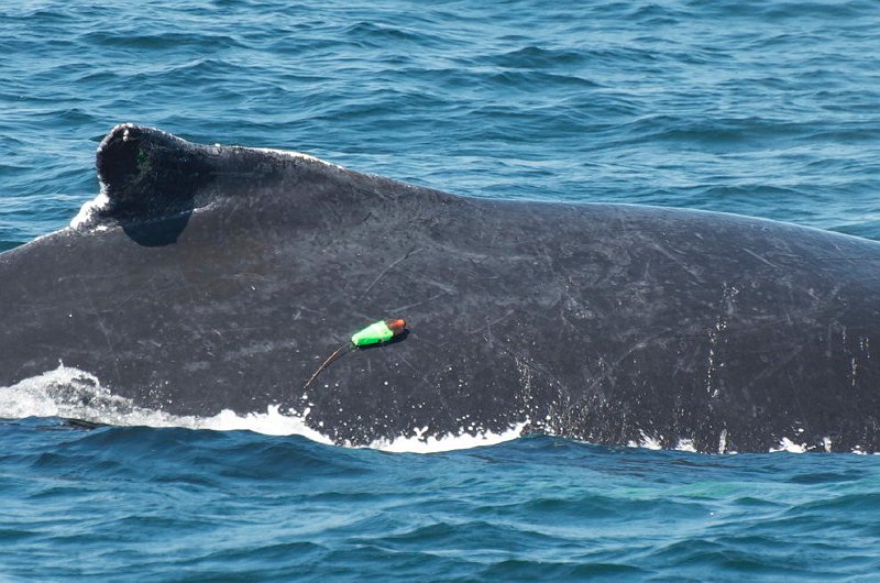 2012-06-28 3B on Humpback at Stellwagen